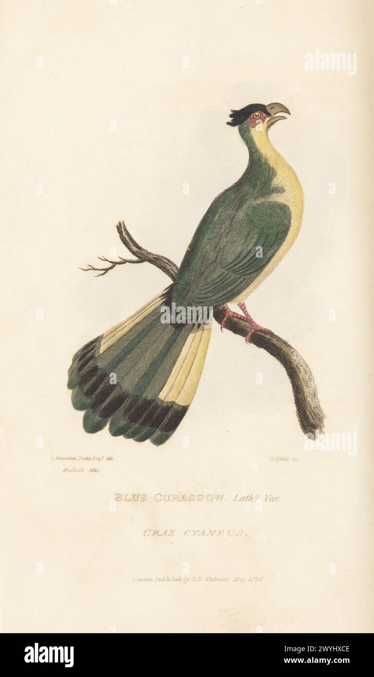 Großer blauer Turaco oder blauer Kochbananen, Corythaeola cristata var. Sie ist in Sierra Leone und dem afrikanischen Regenwald beheimatet. Blauer Curassow, Lath. Var., Crax cyaneus. Aus einem Exemplar im William Bullock's Museum, Piccadilly. Handkolorierter Kupferstich von Griffith, Harriet oder Edward, nach einer Illustration von Charles Hamilton Smith aus Edward Griffith's The Animal Kingdom von The Baron Cuvier, London, Whittaker, 1828. Stockfoto
