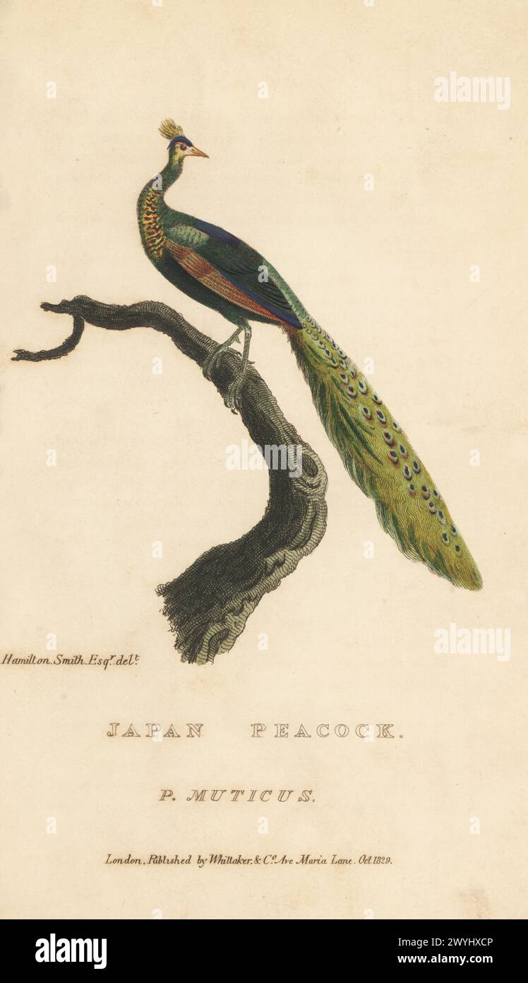 Grüne Pfauze oder indonesische Pfauze, Pavo muticus, gefährdet. Japan-Pfau, Pavo muticus. Handkolorierter Kupferstich nach einer Illustration von Charles Hamilton Smith aus Edward Griffith's The Animal Kingdom von The Baron Cuvier, London, Whittaker, 1829. Stockfoto