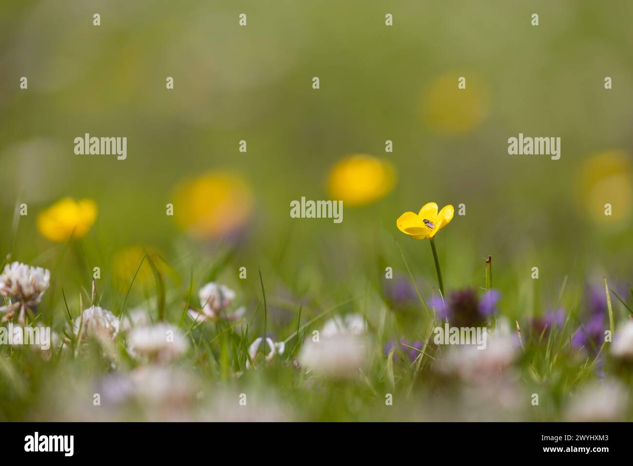 Butterblume mit einer Fliege in der Wildblumenwiese Stockfoto