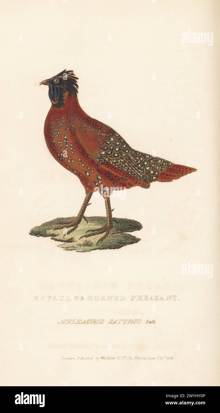 Satyr Tragopan oder purpurpurroter Hörner Fasan, Tragopan Satyra. Nepaul oder gehörnter Fasan, Meleagris satyrus, Lath. Heimisch in den Himalaya-Bergen Indiens, Tibets, Nepals und Bhutans. Handkolorierter Kupferstich aus Edward Griffith's The Animal Kingdom von The Baron Cuvier, London, Whittaker, 1829. Stockfoto
