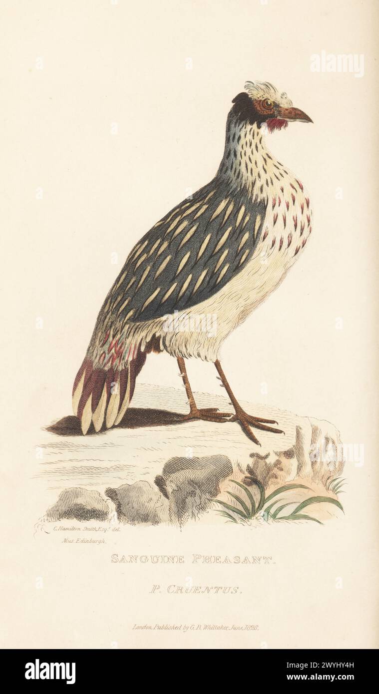 Blutfasan oder Bluthuhn, Ithaginis cruentus. Sanguine Fasan, Phasianus cruentus. Aus einem Exemplar im Edinburgh Museum. Handkolorierter Kupferstich nach einer Illustration von Charles Hamilton Smith aus Edward Griffith's The Animal Kingdom von The Baron Cuvier, London, Whittaker, 1829. Stockfoto