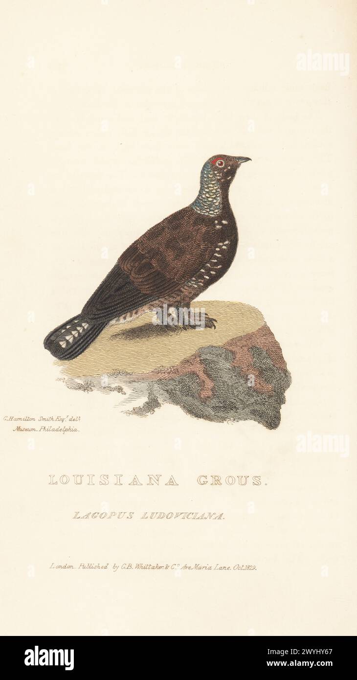 Franklins Auerhahn, Canachites canadensis franklinii. Louisiana Graußgürtel oder Schneehuhn, Lagopus ludoviciana. Aus einem Exemplar im Philadelphia Museum. Handkolorierter Kupferstich nach einer Illustration von Charles Hamilton Smith aus Edward Griffith's The Animal Kingdom von The Baron Cuvier, London, Whittaker, 1829. Stockfoto