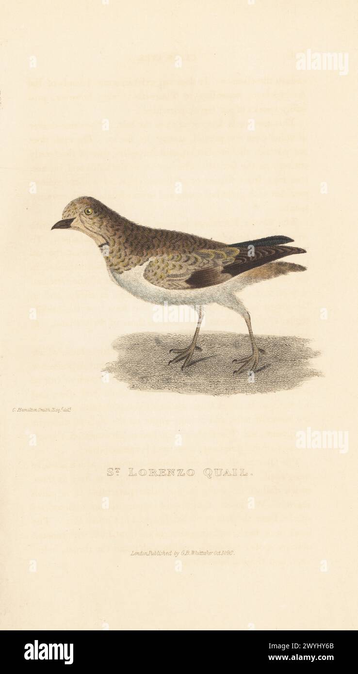 Weiße Wachteltaube, Zentrygon frenata? Heimisch auf der Insel St. Lorenzo in Callao Bay, Peru. St. Lorenzo Wachtel. Handkolorierter Kupferstich nach einer Illustration von Charles Hamilton Smith aus Edward Griffith's The Animal Kingdom von The Baron Cuvier, London, Whittaker, 1829. Stockfoto