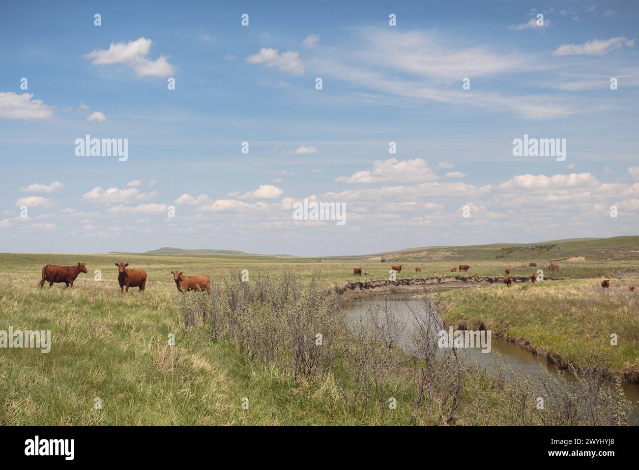 Kühe weiden auf der Ranch neben Stimson Creek in den südlichen Ausläufern und Prärie von Alberta. Stockfoto