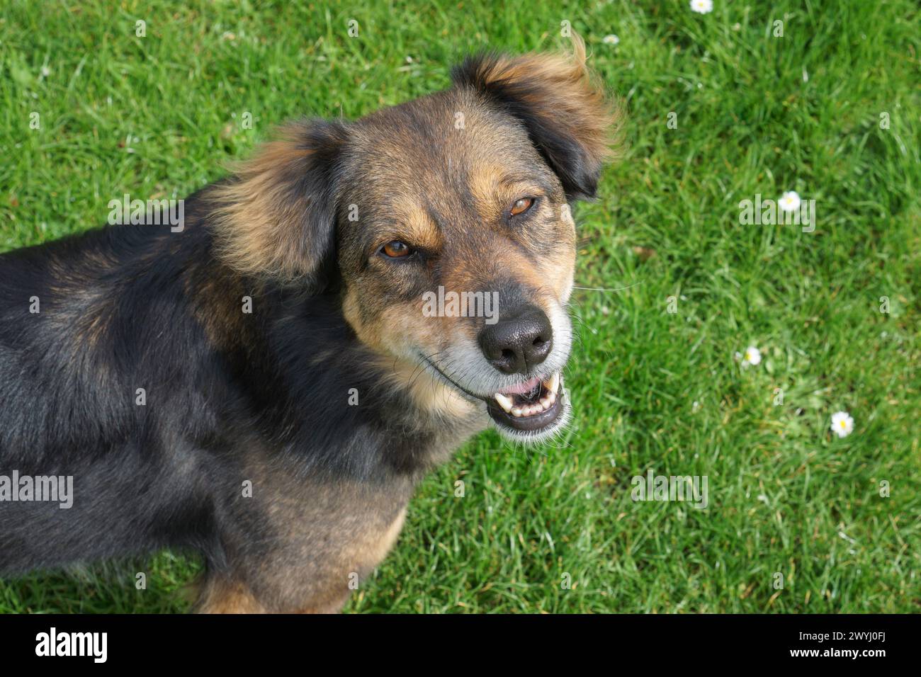 Happy Dog blickt in die Kamera und blinkt Stockfoto