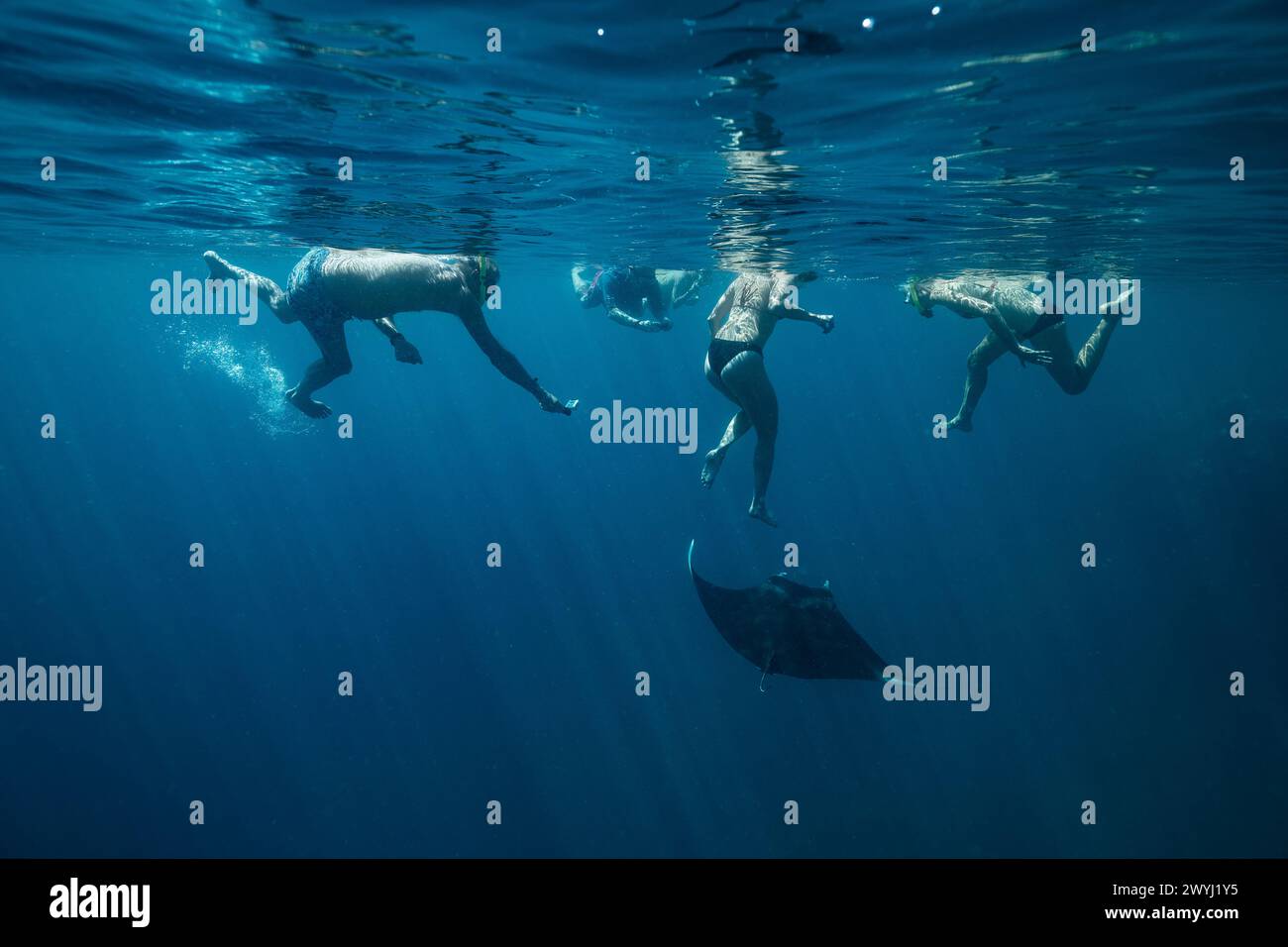 Begegnung mit Manta in der Mayotte Lagune im Indischen Ozean Stockfoto