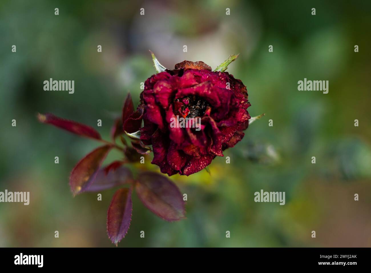 Verwelkende rote Rosen im Garten. Verdorbene rote Rosenknospe. Getrocknete Blüten. Stockfoto