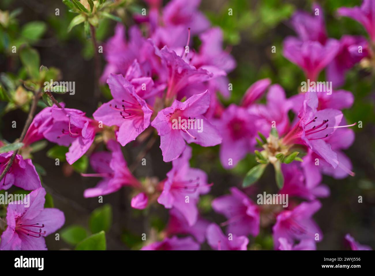 Rhododendron mucronulatum, koreanischer Rhododendron rosebay Azalea Strauchblüten im Frühjahr in Südkorea Stockfoto