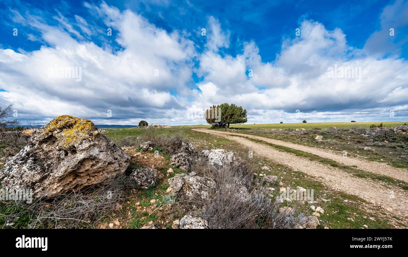 Feldweg durch grasbewachsenes Feld mit einsamem Baum in der Ferne unter bewölktem Himmel Stockfoto