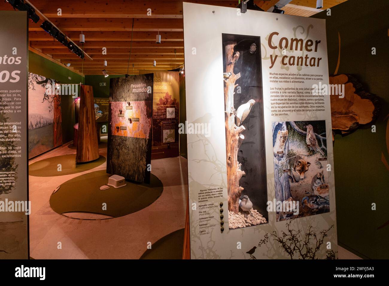 Casa del Parque de la Fuentona - Sabinar de Calatañazor, Muriel de la Fuente, Soria, Autonome Gemeinschaft Kastilien, Spanien, Europa Stockfoto