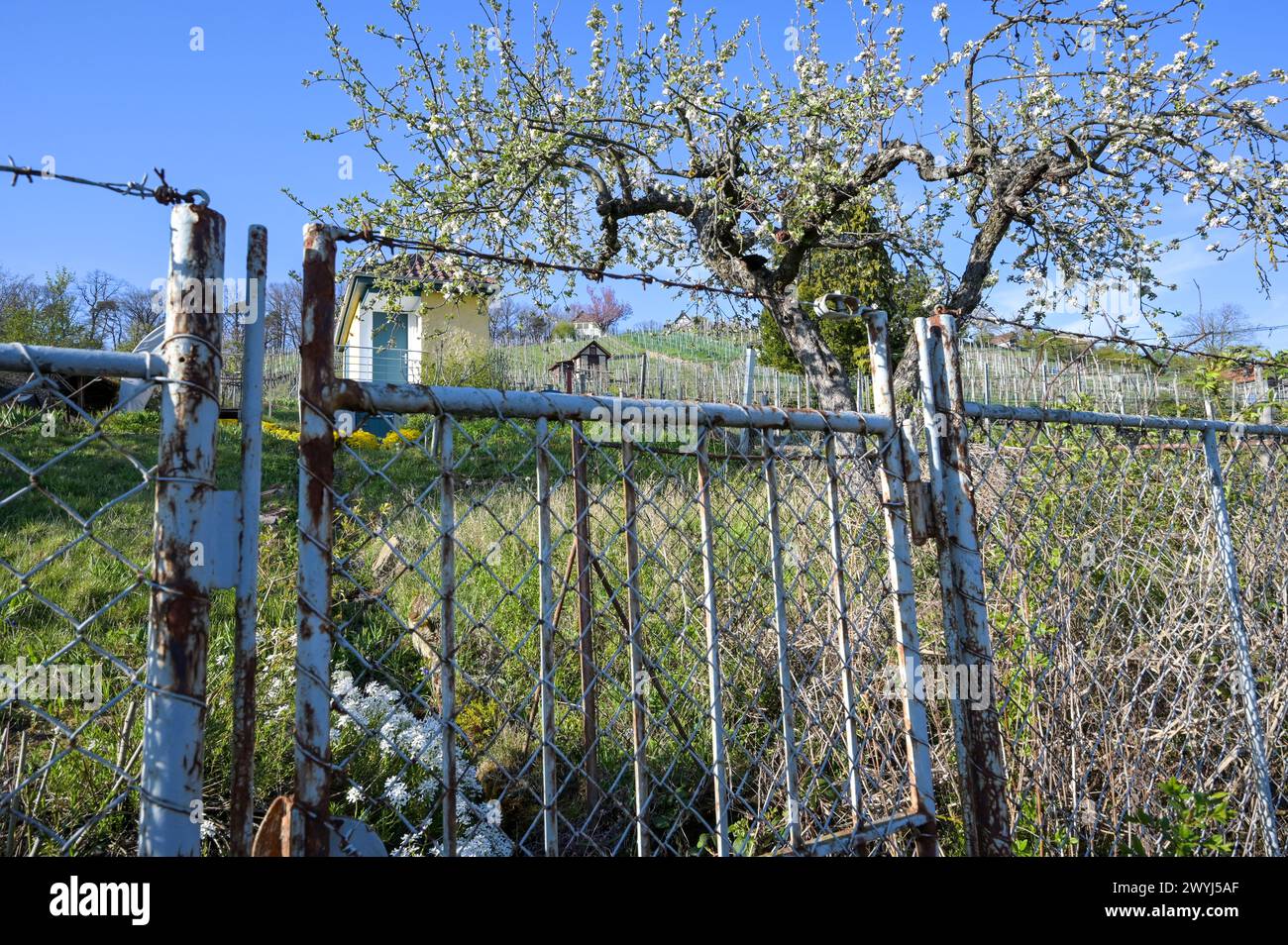 Bewachsener Obstgarten im Frühling. Blick über den Gartenzaun auf Gärten und Weinberge in Süddeutschland Stockfoto