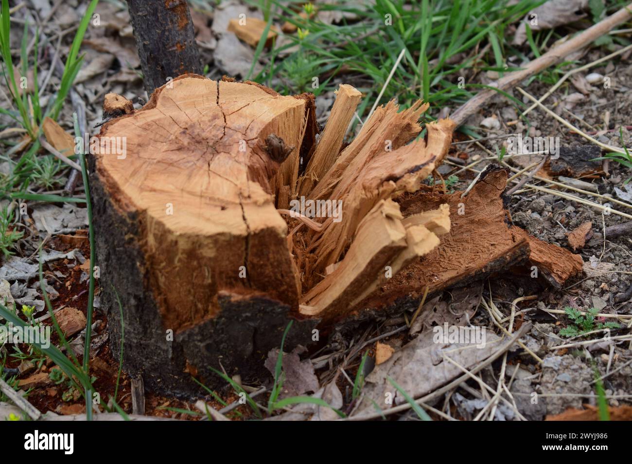 Der Baum wird abgeschnitten Stockfoto