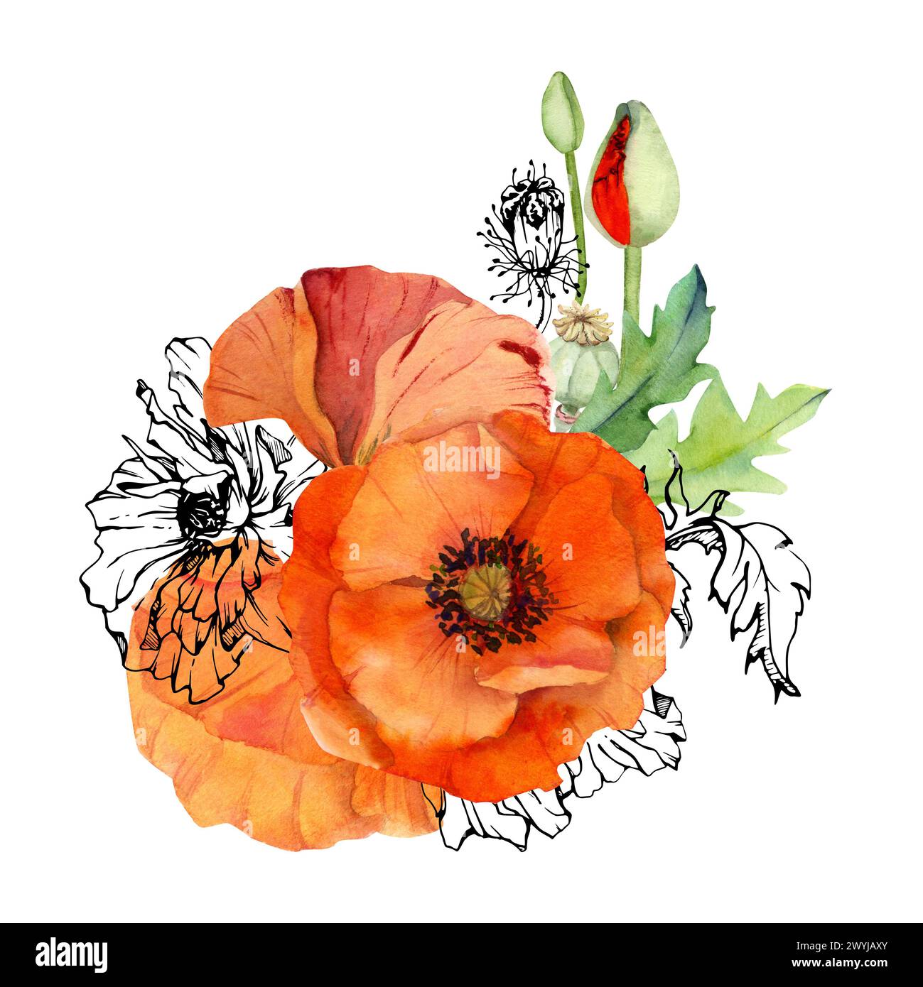 Handgezeichnete Aquarelle botanische Illustration Blumen Blätter. Roter Mohn Papaver, Stiele Knospen Samenkörner. Feldstrauß isoliert auf weißem Hintergrund Stockfoto