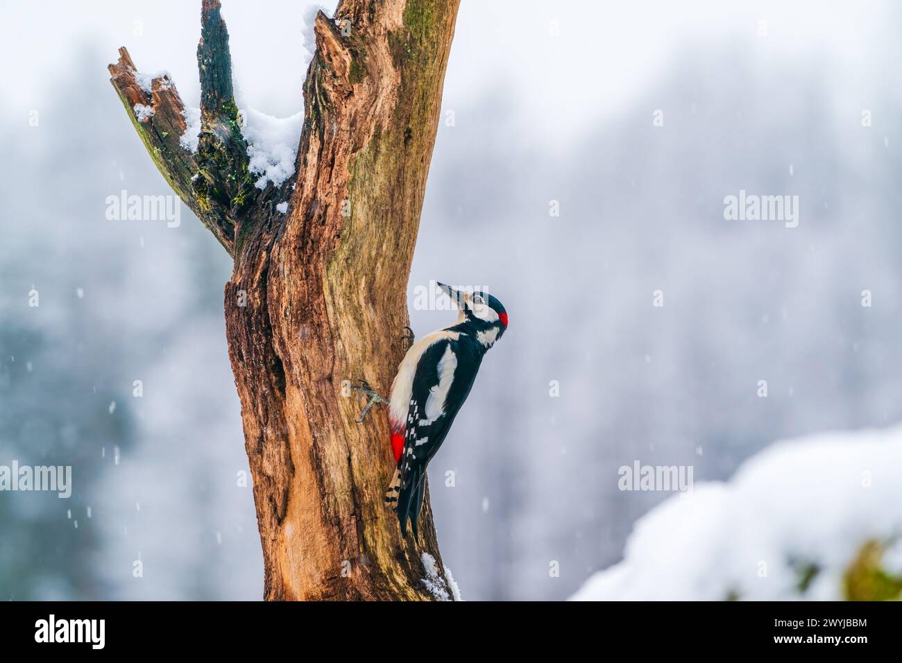 Großspecht (Dendrocopos Major) im Wald von Bialowieza, Polen Stockfoto