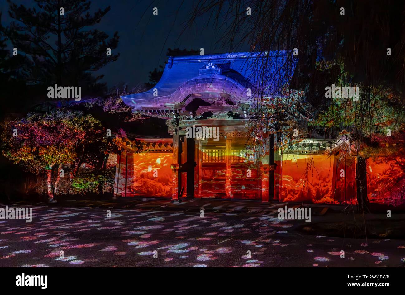 Nächtliche Beleuchtung in Tempeln während der Kirschblüten-Sakura-Saison und Festivals in Kyoto, Japan Stockfoto