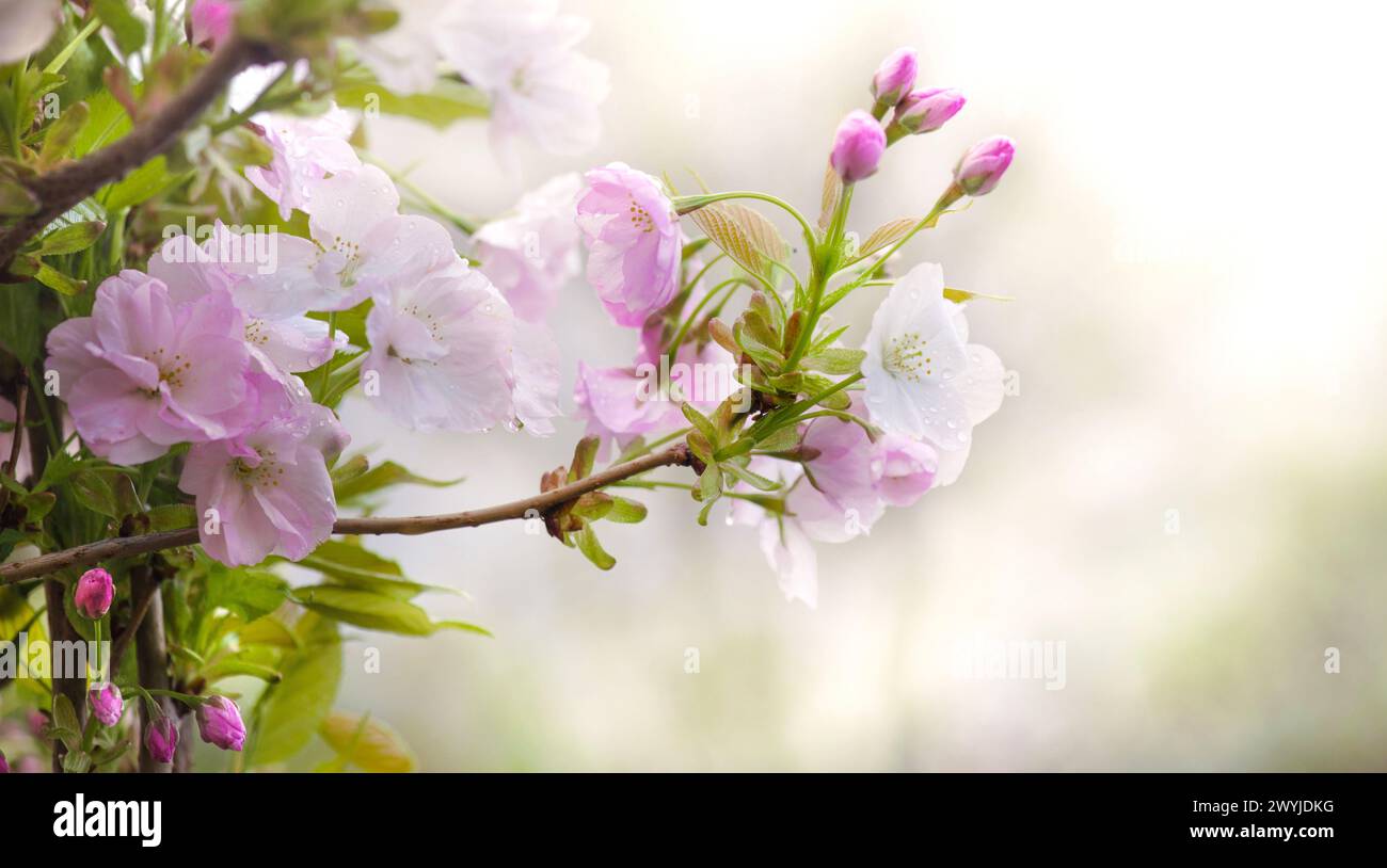 Zweig des blühenden Kirschbaums bedeckt mit weißen und rosa Blüten auf weichem Hintergrund Stockfoto