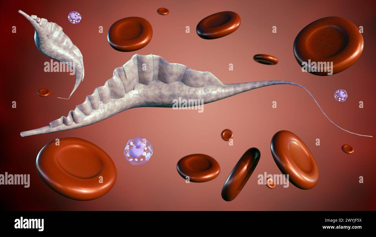 3D-Rendering Protozoen der Gattung Trypanosoma verursacht die menschliche afrikanische Trypanosomiasis, auch als Schlafkrankheit bekannt Stockfoto