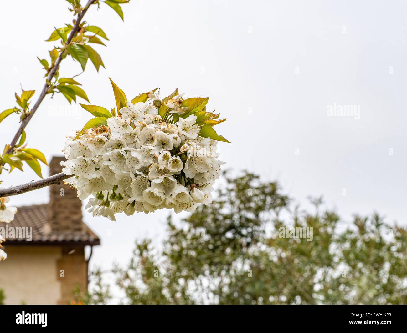 Sakura-Blume. Frühlingskirschzweig mit rosa Blüten und Blättern auf dem unscharfen Hintergrund. Kirschblüten im Park blühen. Stockfoto