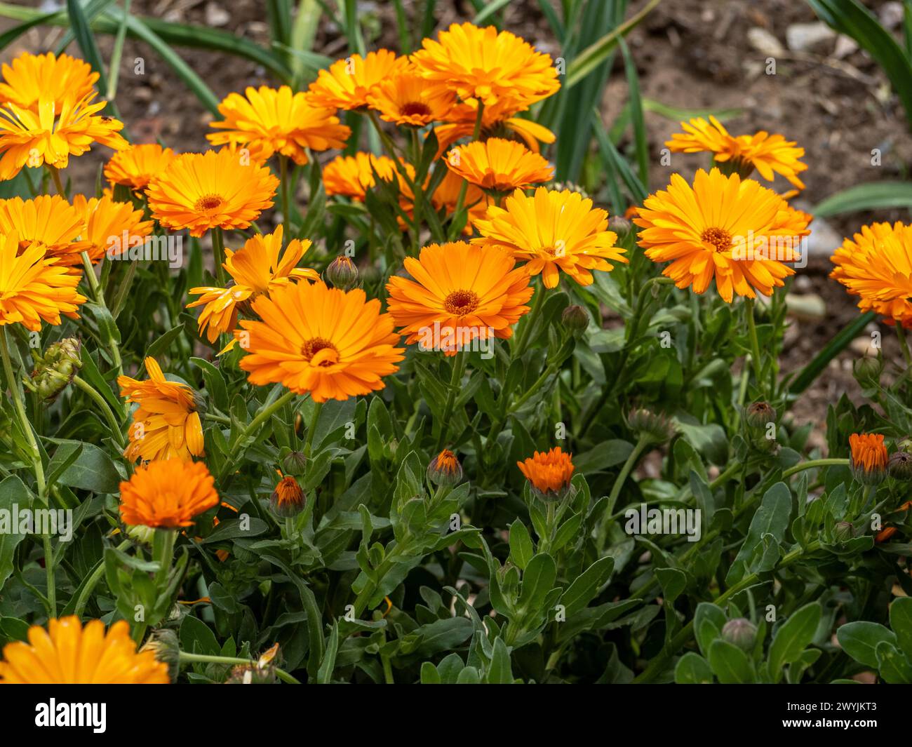 Calendula officinalis-Blüte isoliert auf weißem Hintergrund. Marigold Heilpflanze, Heilkraut. Set mit drei Ringelblumen. Stockfoto