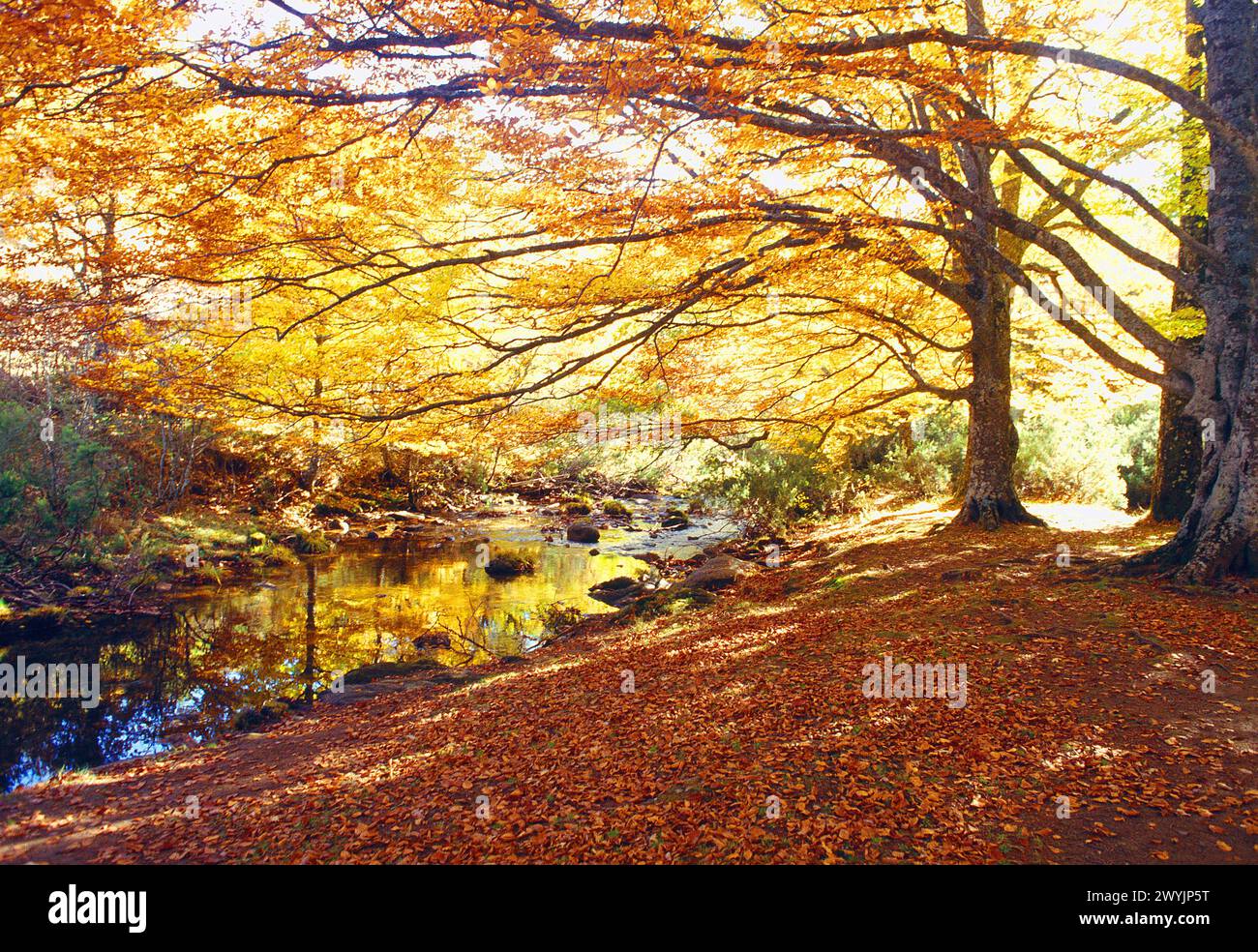 Buchenwald im Herbst. Montejo de la Sierra, Sierra del Rincon, Provinz Madrid, Spanien. Stockfoto