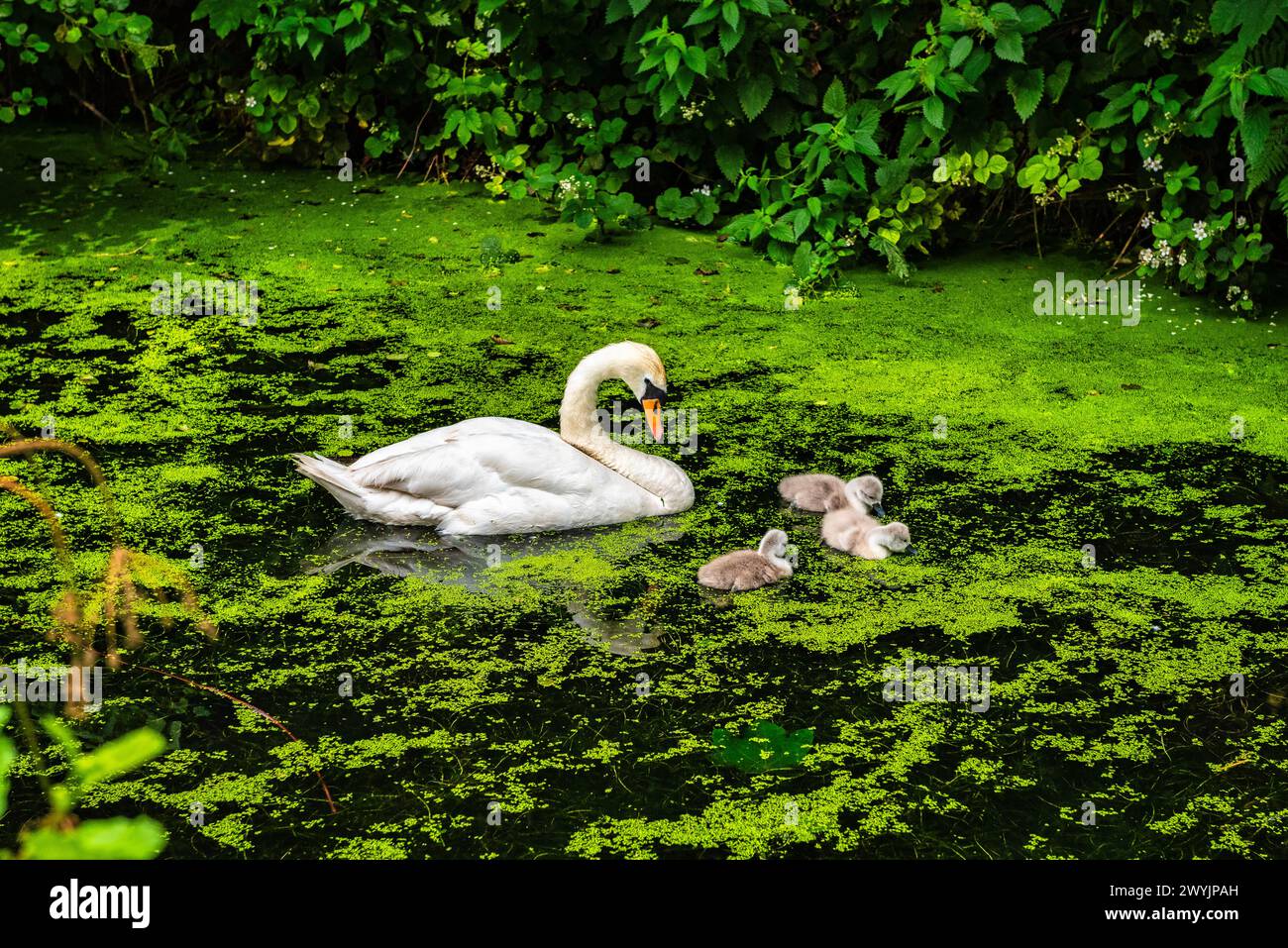 A Swan und ihre jungen Zygneten auf einem sehr grünen Cromford Canal in Whatstandwell bei Matlock in Derbyshire, England Stockfoto