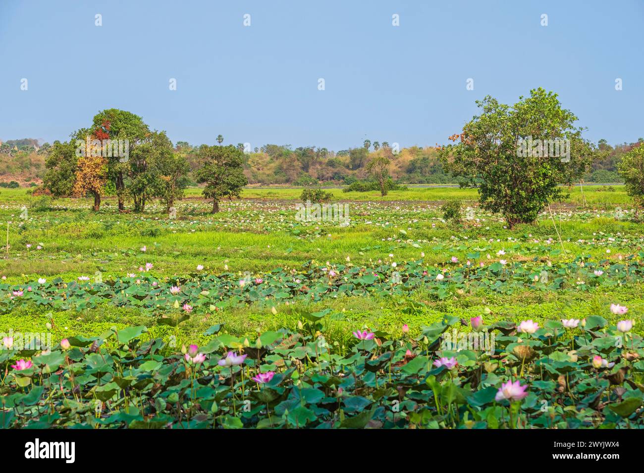 Kambodscha, Kampong Cham, Lotusblüten-Anbau Stockfoto