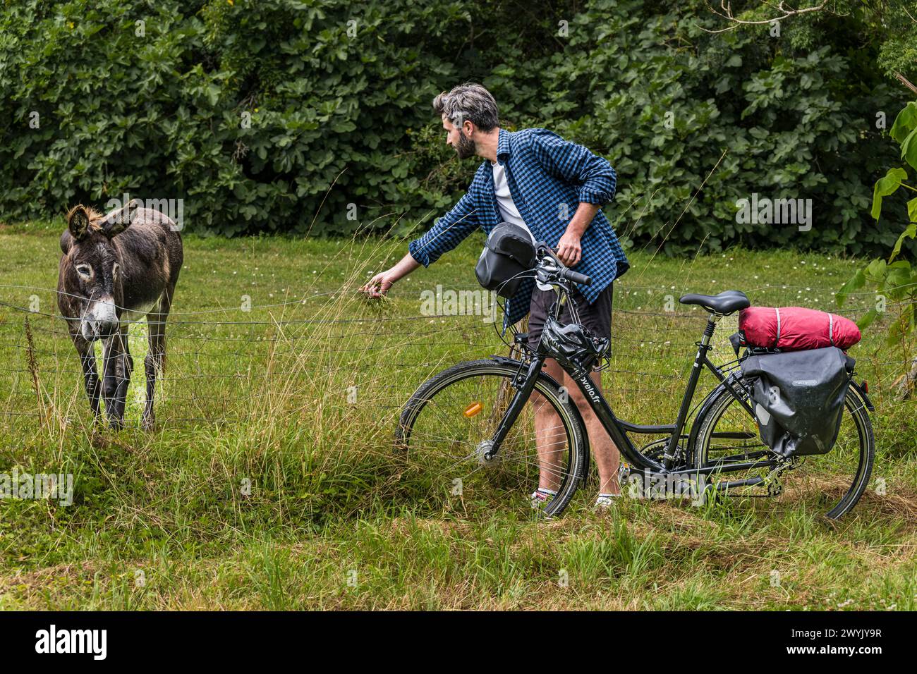 Frankreich, Deux-Sèvres, le Marais Poitevin, Green Venice, Coulon, Fahrradtour, Begegnung mit einem Esel Stockfoto