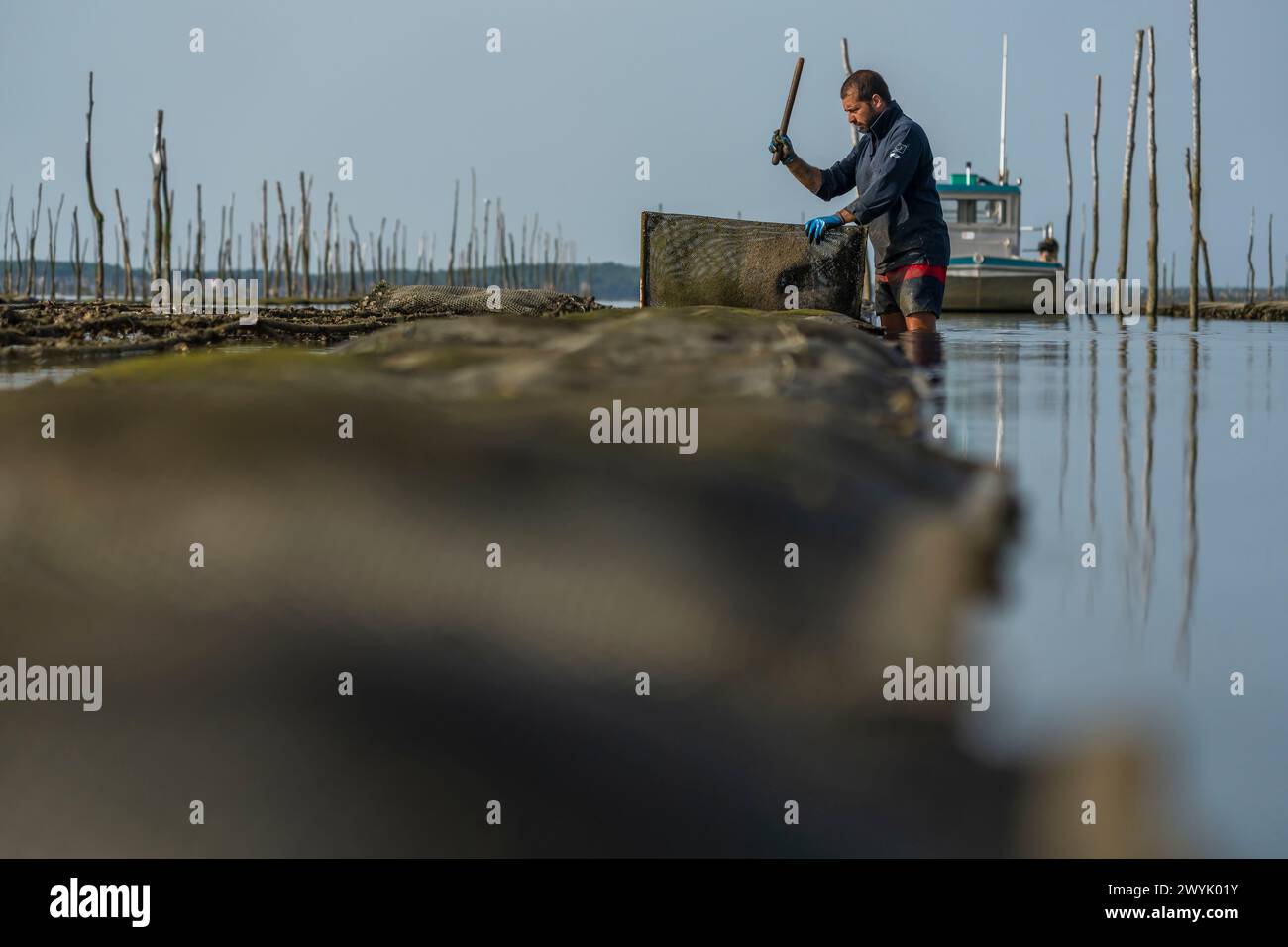 Frankreich, Gironde, Bassin d'Arcachon, Austernzucht, Legeron-Austern, austernbauer Benjamin Legeron Stockfoto