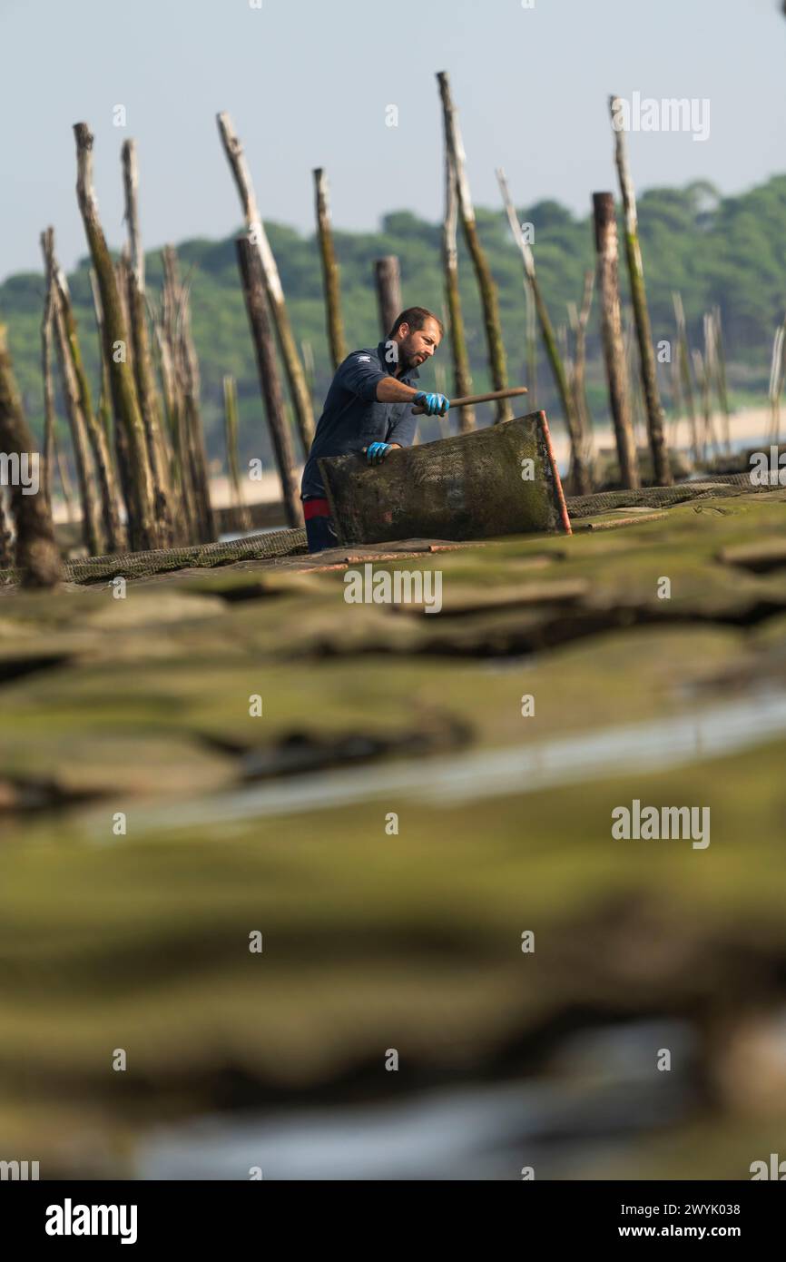 Frankreich, Gironde, Bassin d'Arcachon, Austernzucht, Legeron-Austern, austernbauer Benjamin Legeron Stockfoto