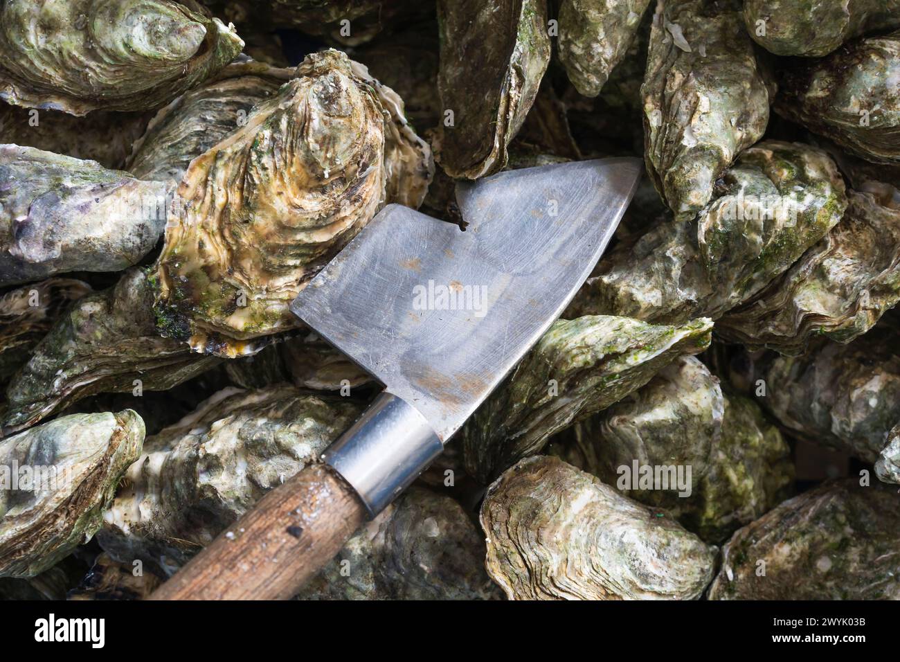 Frankreich, Gironde, Bassin d'Arcachon, Austernzucht, Legeron-Austern, austernbauer Benjamin Legeron Stockfoto