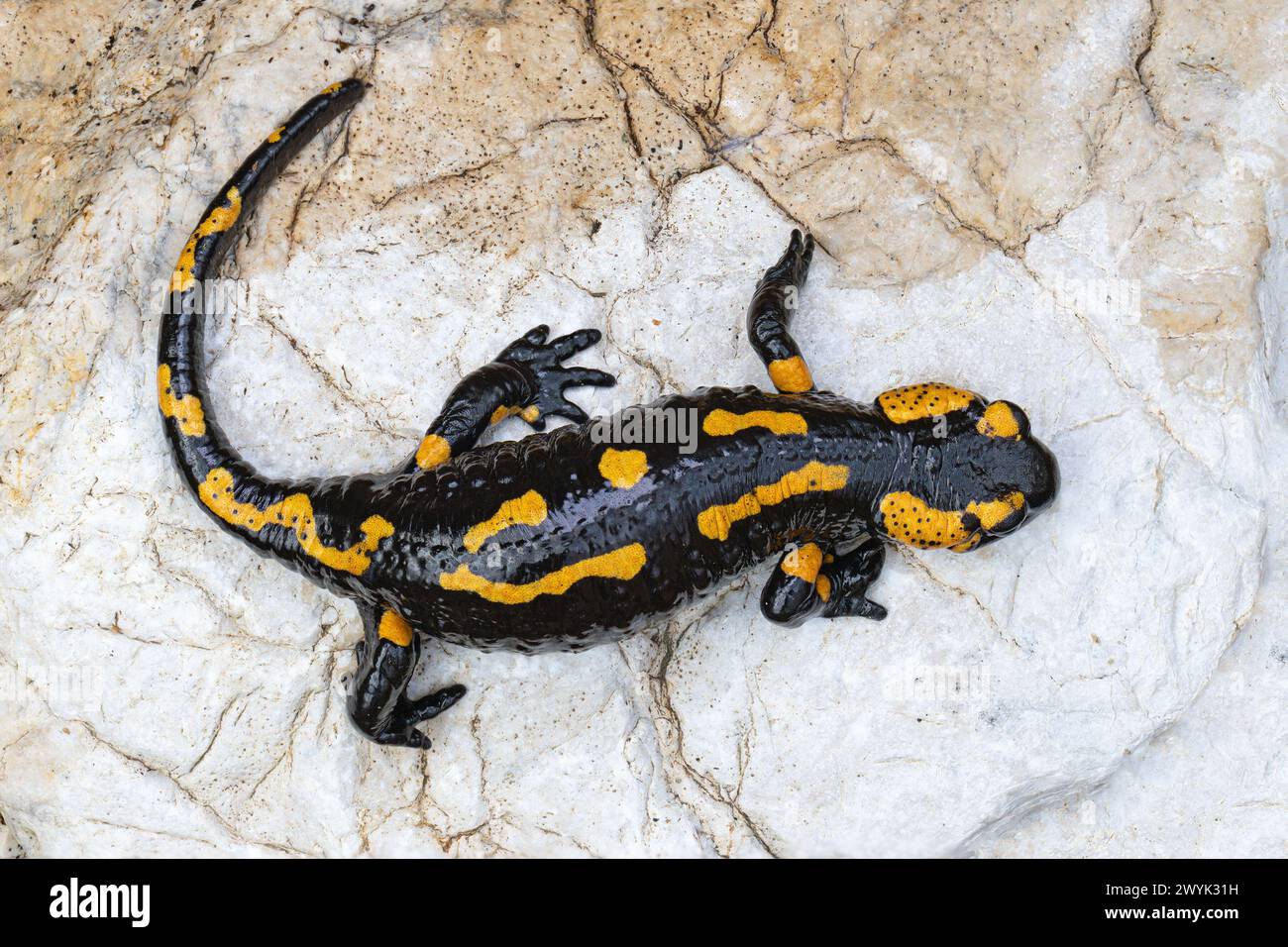 Feuer Salamander auf einem Felsen in der Nähe des Flusses (Salamandra salamandra) Stockfoto