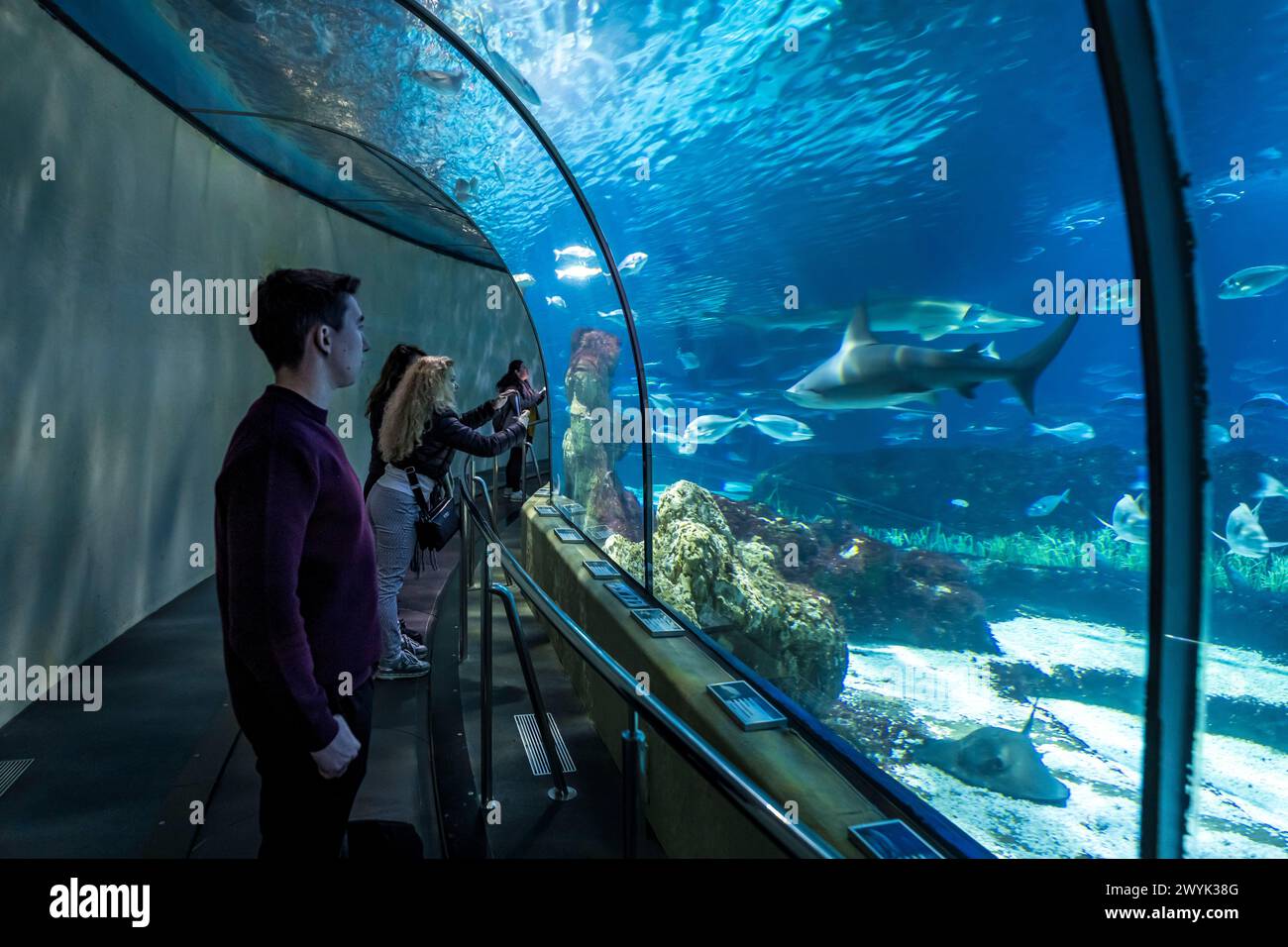 Spanien, Katalonien, Barcelona, Port Vell, das Aquarium, der Unterwassertunnel Stockfoto