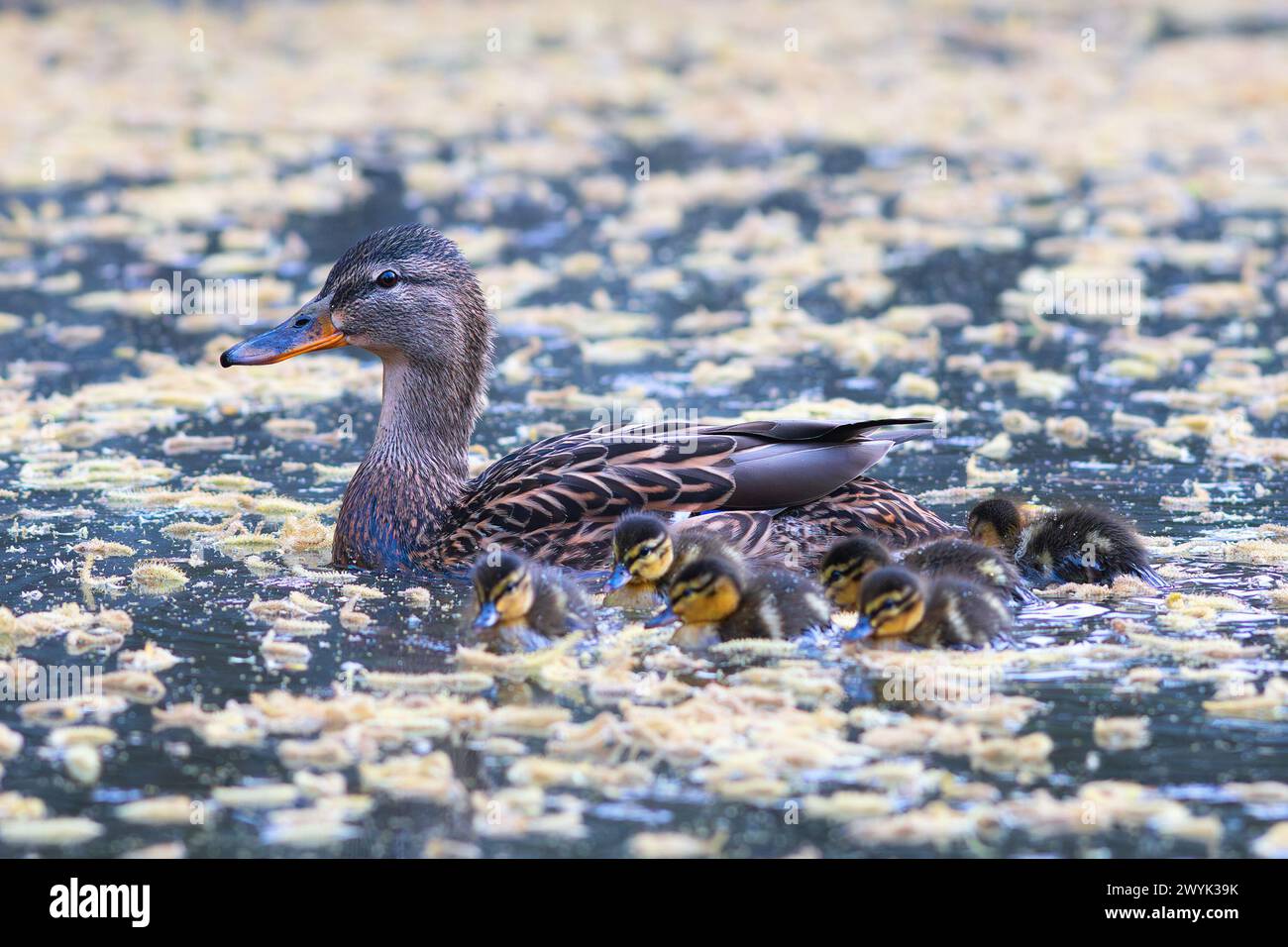 Stockenten mit neugeborenen Enten (Anas platyrhynchos); die Mutter nahm die Babys zum ersten Mal mit Stockfoto