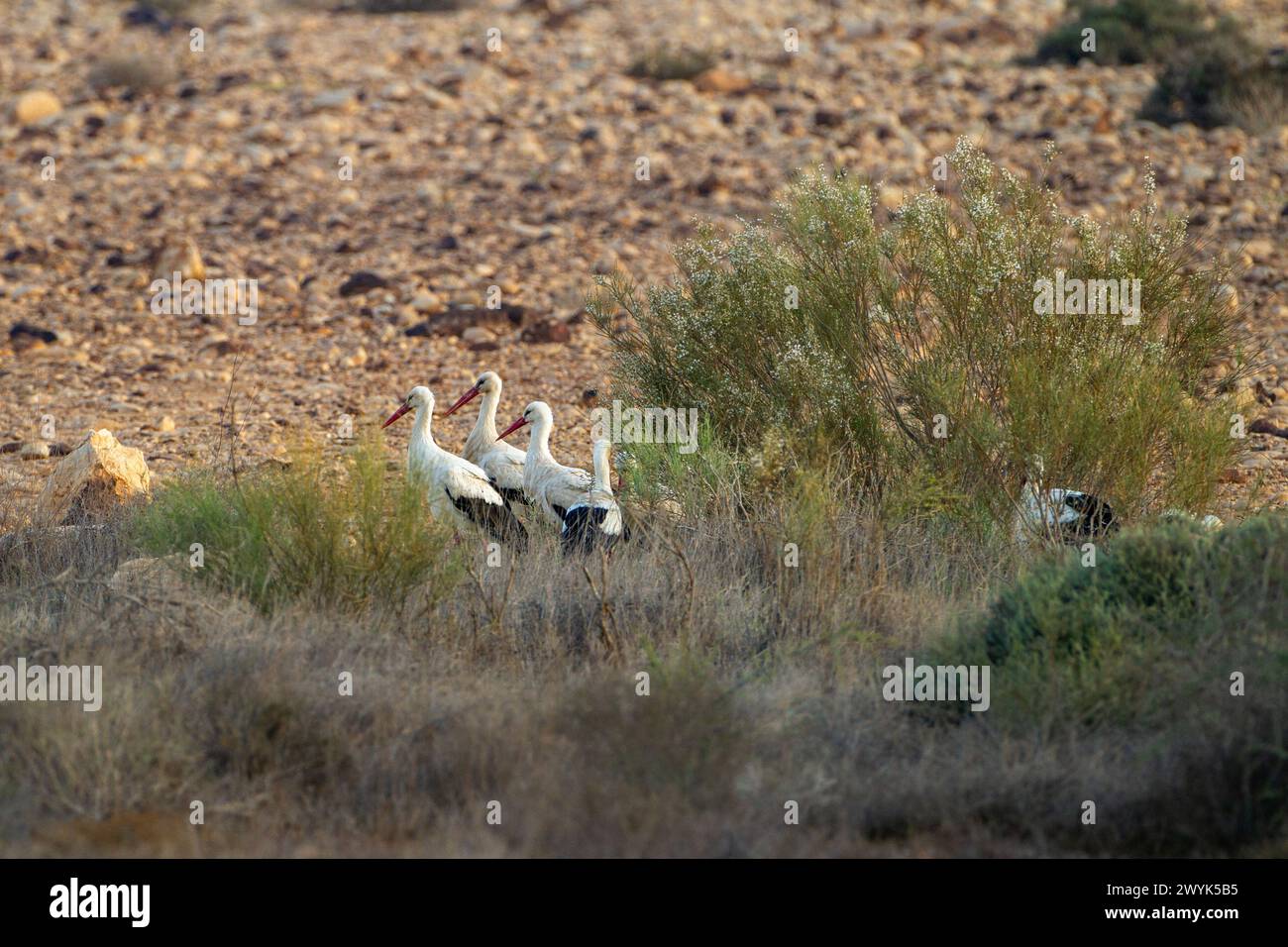 Weißstorch (Ciconia Ciconia) Stockfoto