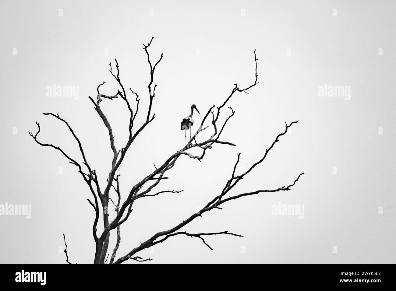 Weißstorch (Ciconia ciconia), der während der Migration auf einem toten Baum thront Stockfoto