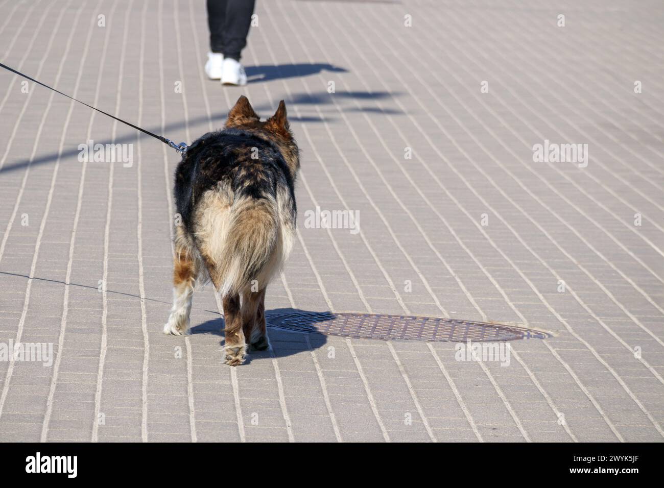 Deutscher Schäferhund geht spazieren Stockfoto
