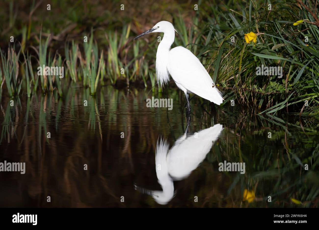 Nahaufnahme von einem kleinen Egret, der in einem Teich fischt. Stockfoto