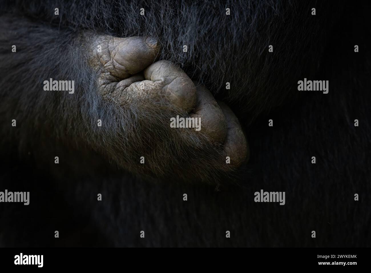 Detail einer Gorilla-Hand mit den Ziffern und dem gegenüberliegenden Daumen. Berggorilla, Gorilla beringei beringei, im Bwindi Unpenetrable Forest, ein Wo Stockfoto