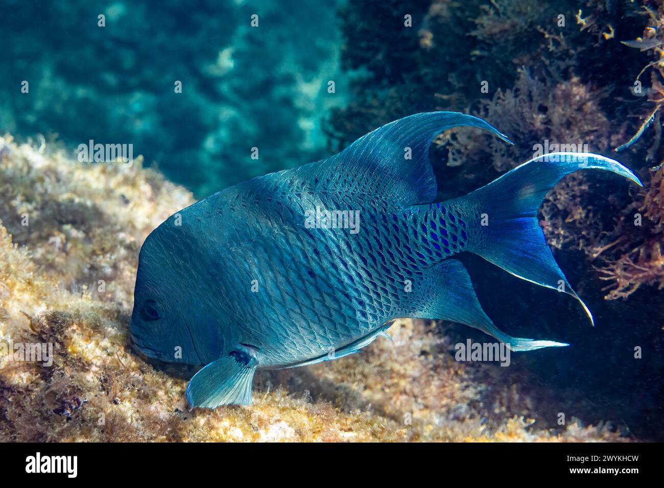 Unterwasserfoto eines riesigen Damenfisches (Microspathodon dorsalis) auf einem Riff in der Nähe von Punta Colorada in Baja California Sur, Mexiko. Stockfoto