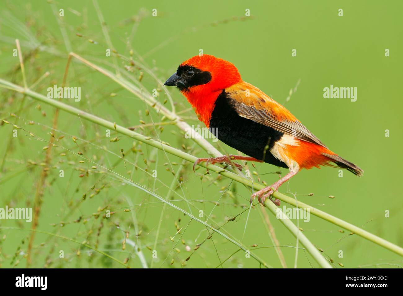 Schwarzflügelbischof – Euplectes hordeaceus, ehemals feuergekrönter Bischof, residierender Brutvogel im tropischen Afrika, Senegal, Sudan und in Angola, Tanz Stockfoto