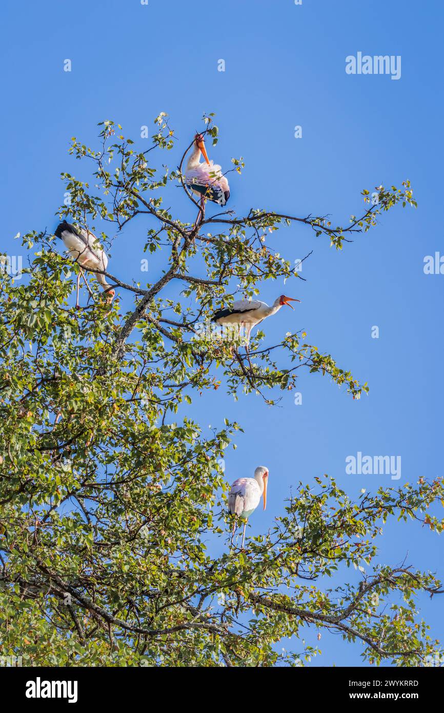 Blick auf einen Gelbschnabelstorch (Mycteria ibis), der auf einem Baum sitzt, Kruger-Nationalpark, Südafrika Stockfoto
