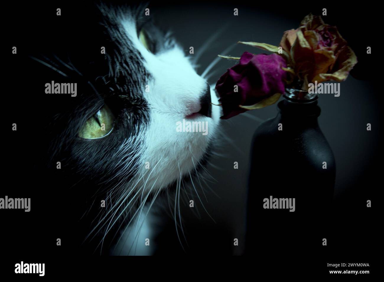 Porträt einer schwarz-weißen Katze etwa 7 Jahre alt. Riecht nach getrockneten Rosen Stockfoto