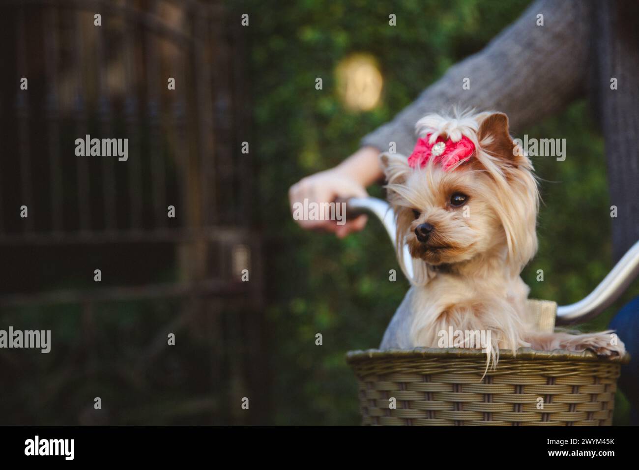 Süßer Terrierhund mit rosa Accessoires Stockfoto