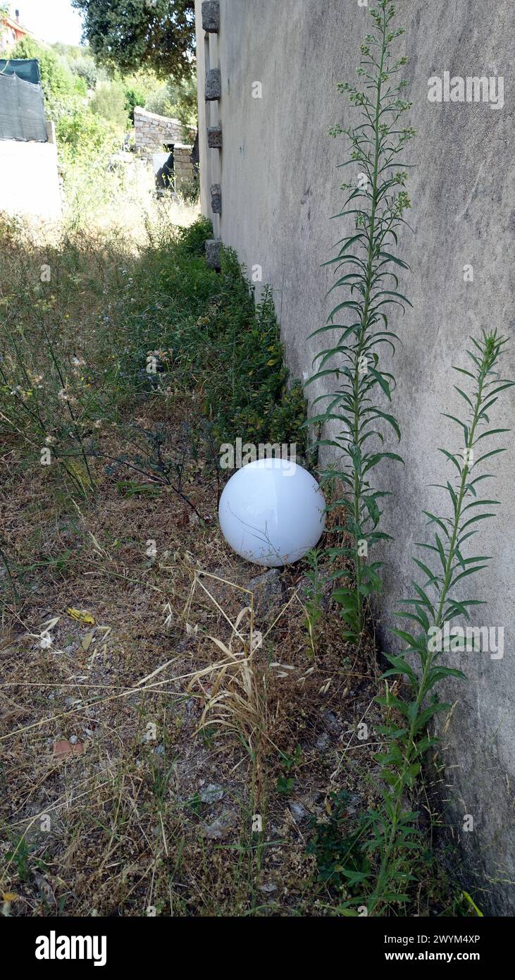 Eine weiße Kristallkugel, die an einem heißen Sommertag auf dem Gras neben einer Mauer liegt. Stockfoto