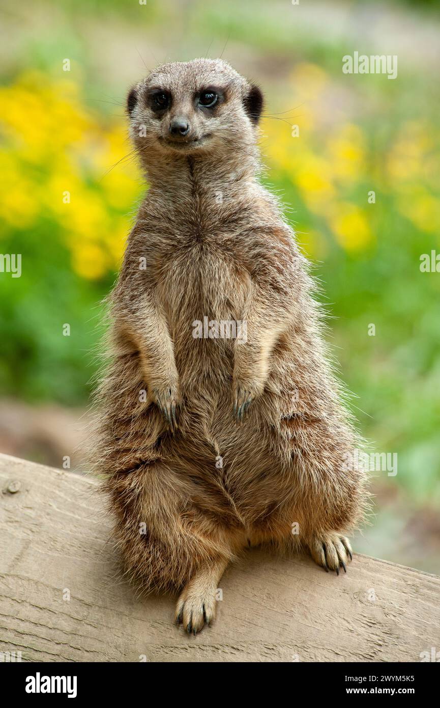 Niedlicher Meerkat in einem Zoo, wachsam und bewacht seine Freunde Stockfoto