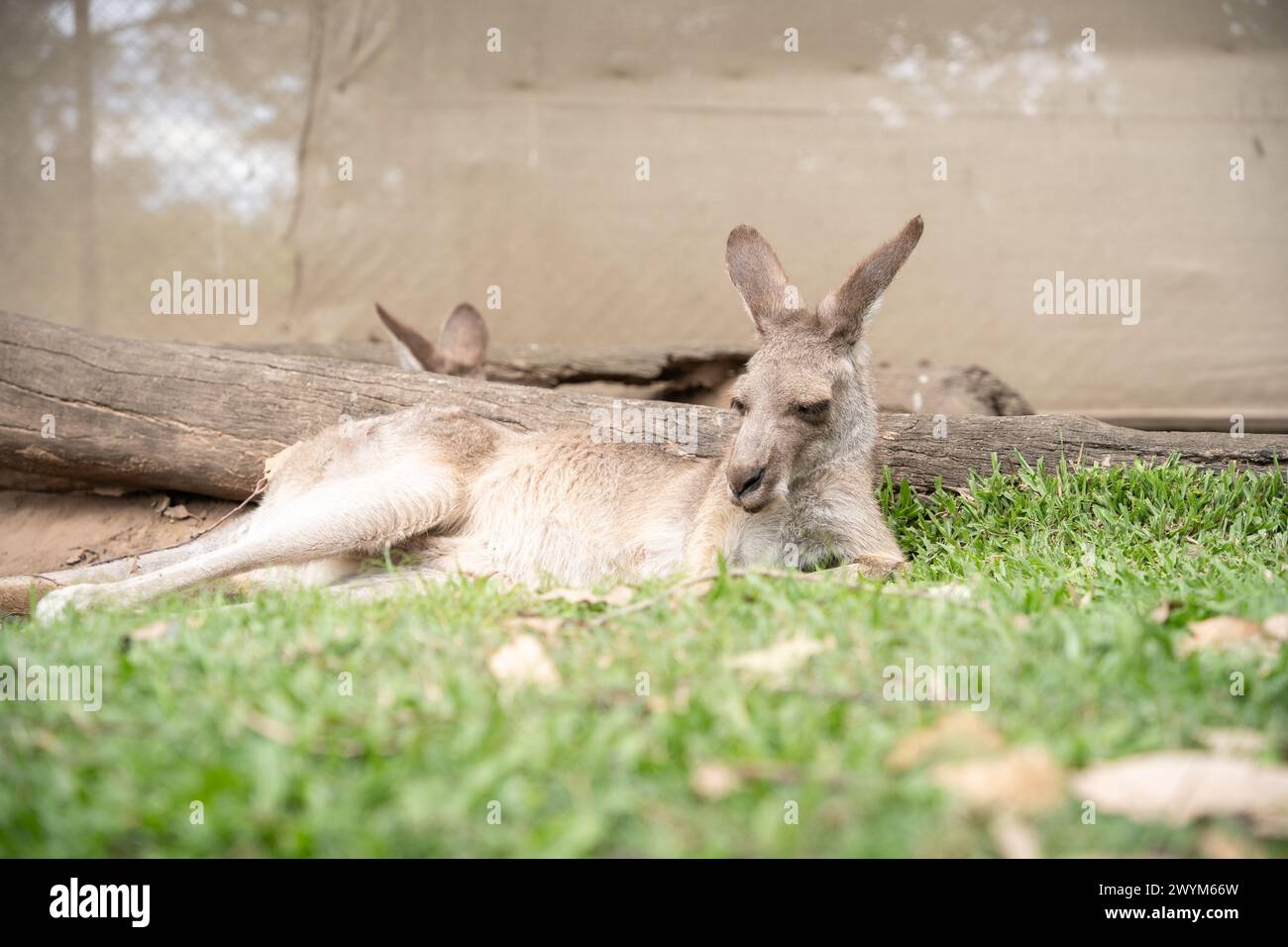 Verschlafenes Känguru, das auf dem Gras liegt und chillt, australische Wildtiere. Stockfoto