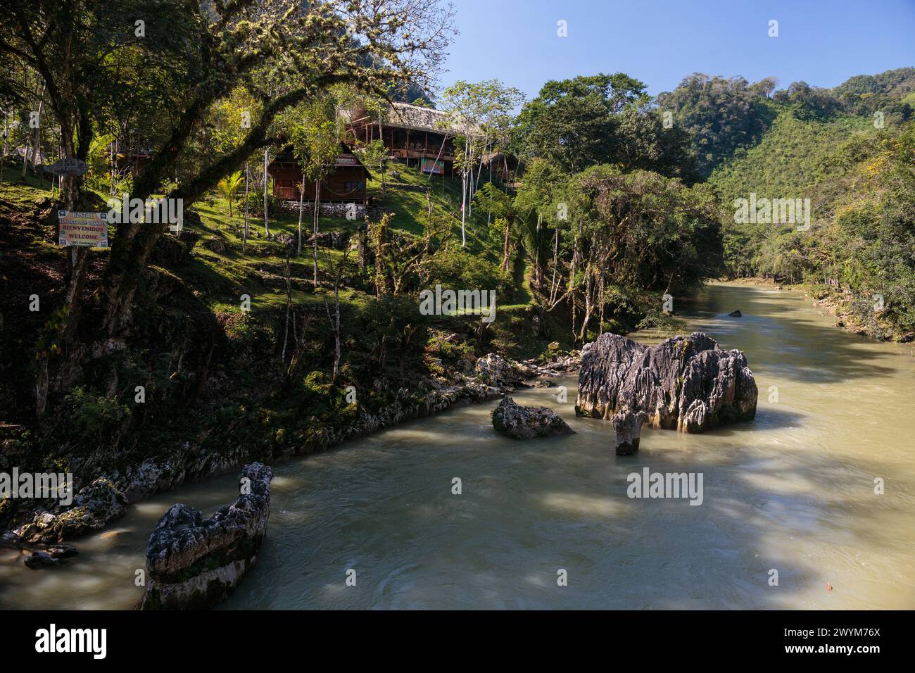 Türkisfarbene Pools in natürlichen Karstformationen bilden ein perfektes Schwimmloch in Semuc Champey in der Nähe von Lanquin in Guatemala. Stockfoto