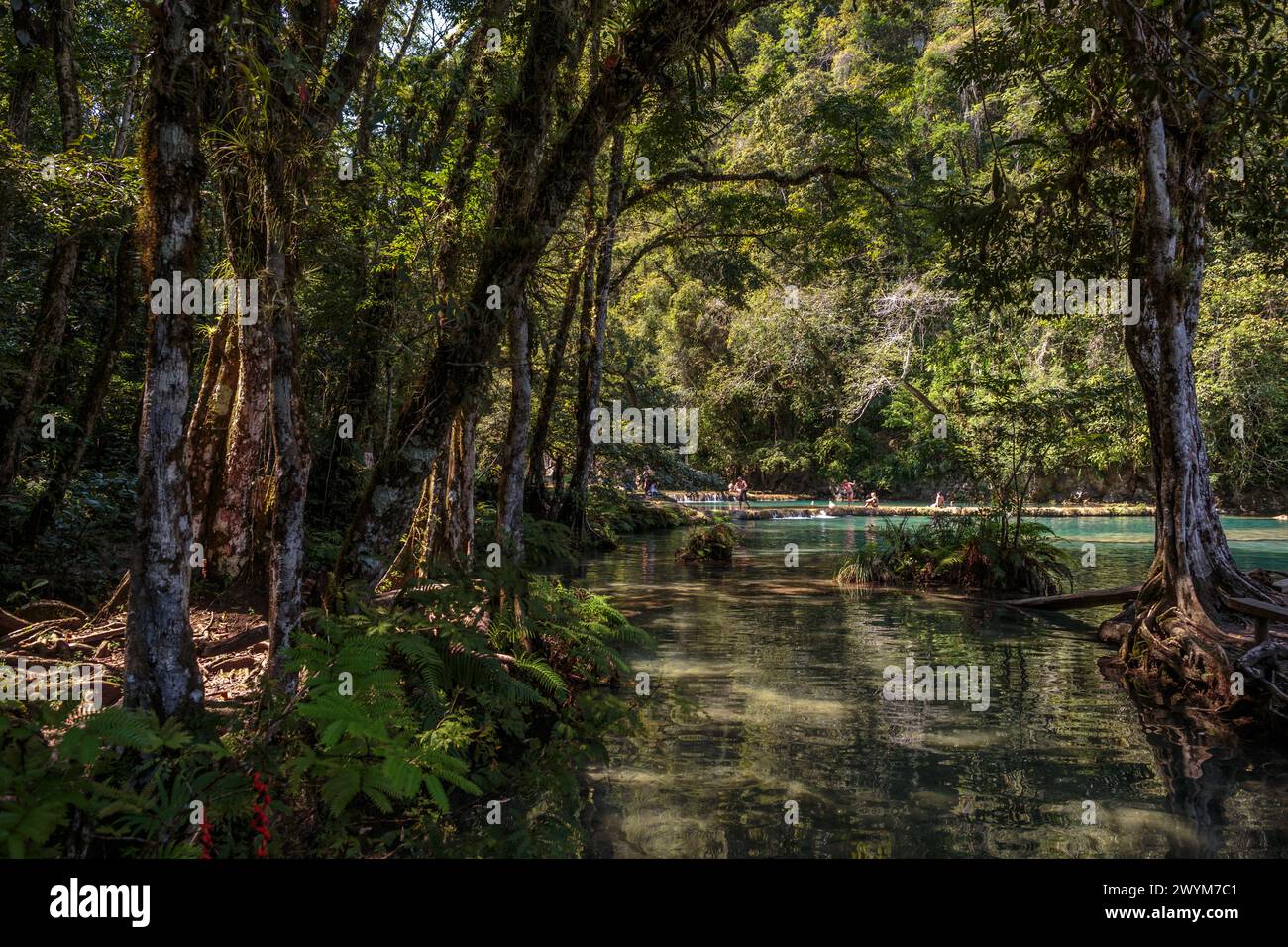 Türkisfarbene Pools in natürlichen Karstformationen bilden ein perfektes Schwimmloch in Semuc Champey in der Nähe von Lanquin in Guatemala. Stockfoto