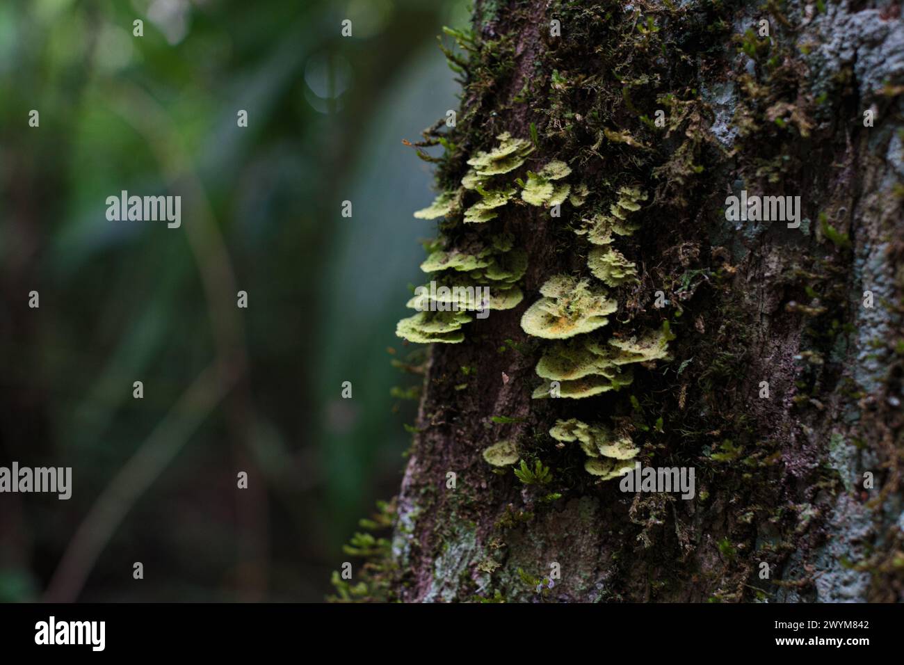 Schelfpilze wachsen auf einem Baumstamm im El Mirador-Becken im Norden Guatemalas im zentralamerikanischen Dschungel Stockfoto