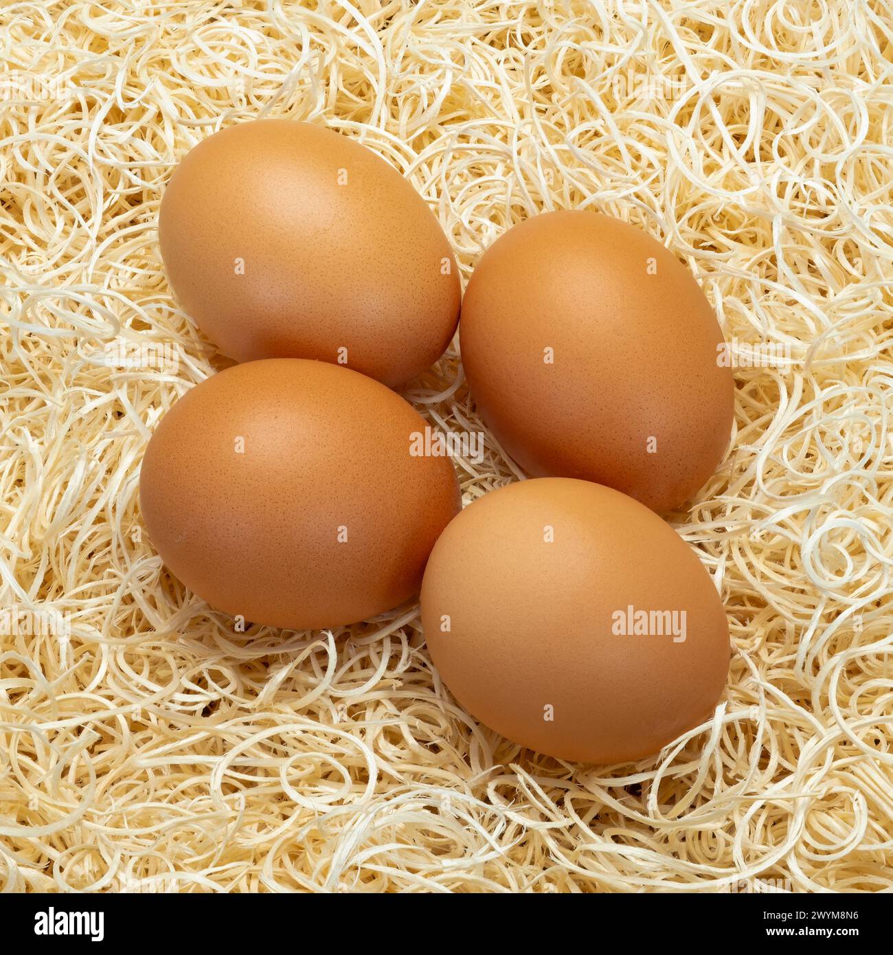 Nahaufnahme von vier Eiern auf einem Strohbett Stockfoto
